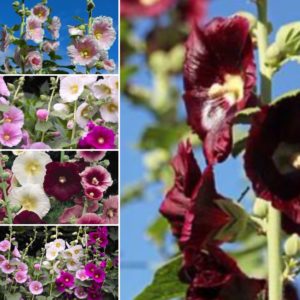Hollyhock Seeds - Alcea rugosa - Romance Mixed