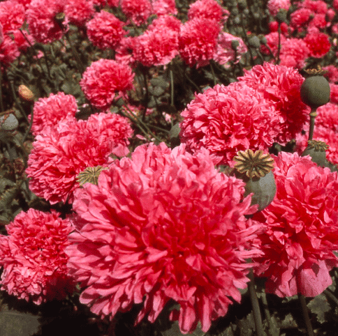 Double Poppy Mixed Colors Garden Annual Seeds Easy Sow and Grow - Image 3