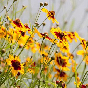 Coreopsis tinctoria - Native Wild Garden Pollinator Fresh Golden Flower Seeds Free Ship - Image 4