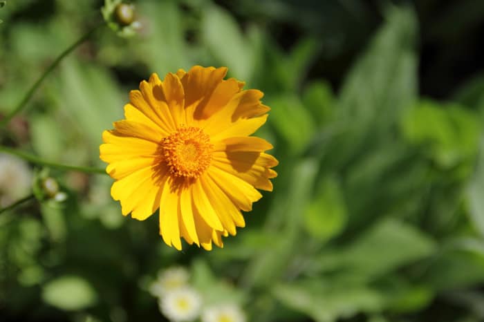 Coreopsis lanceolata Seeds a Golden Sea of Lanceleaf Flowers Tracked Shipping - Image 4