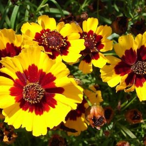 Coreopsis tinctoria Native Seed