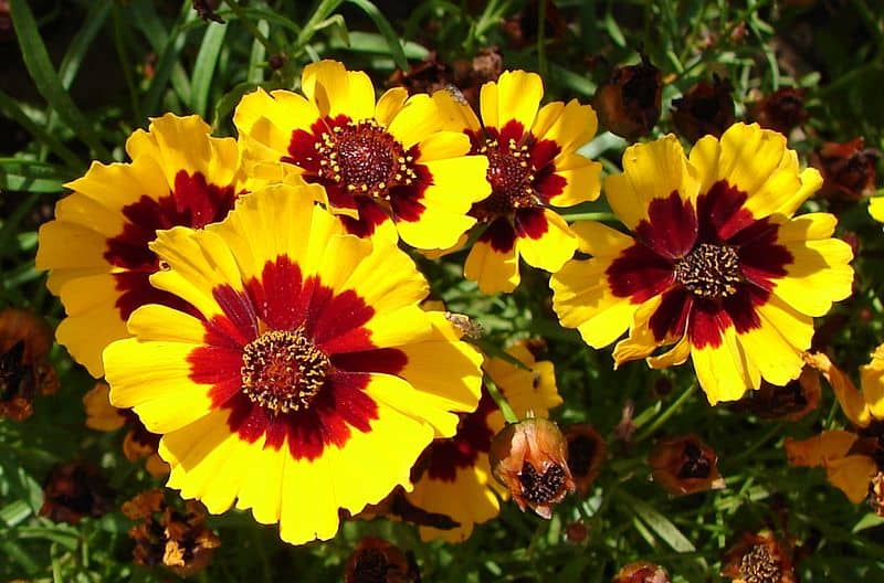 Coreopsis tinctoria Native Seed
