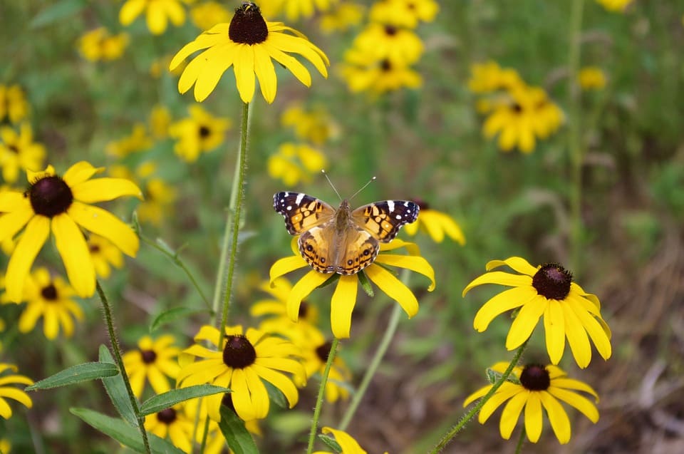 Easy Grow Annual Gift 5-Pack – Pollinator-Friendly Flower Seeds - Image 2