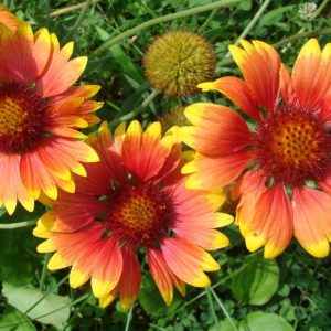 Gaillardia Blanket Flower Seeds