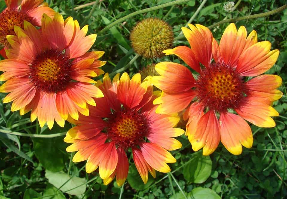 Gaillardia Blanket Flower Seeds