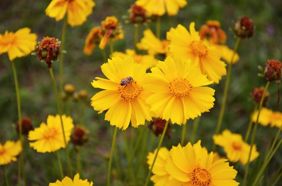 Coreopsis lanceolata Seeds a Golden Sea of Lanceleaf Flowers Tracked Shipping - Image 2