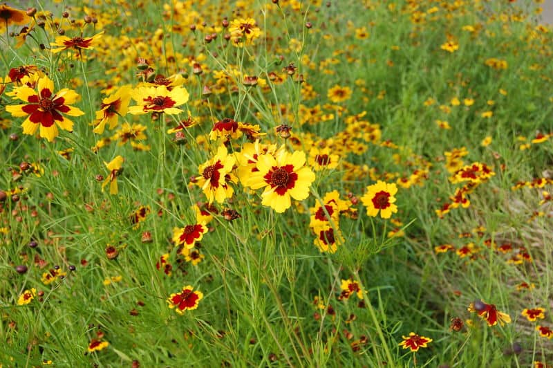 Coreopsis tinctoria - Native Wild Garden Pollinator Fresh Golden Flower Seeds Free Ship - Image 2