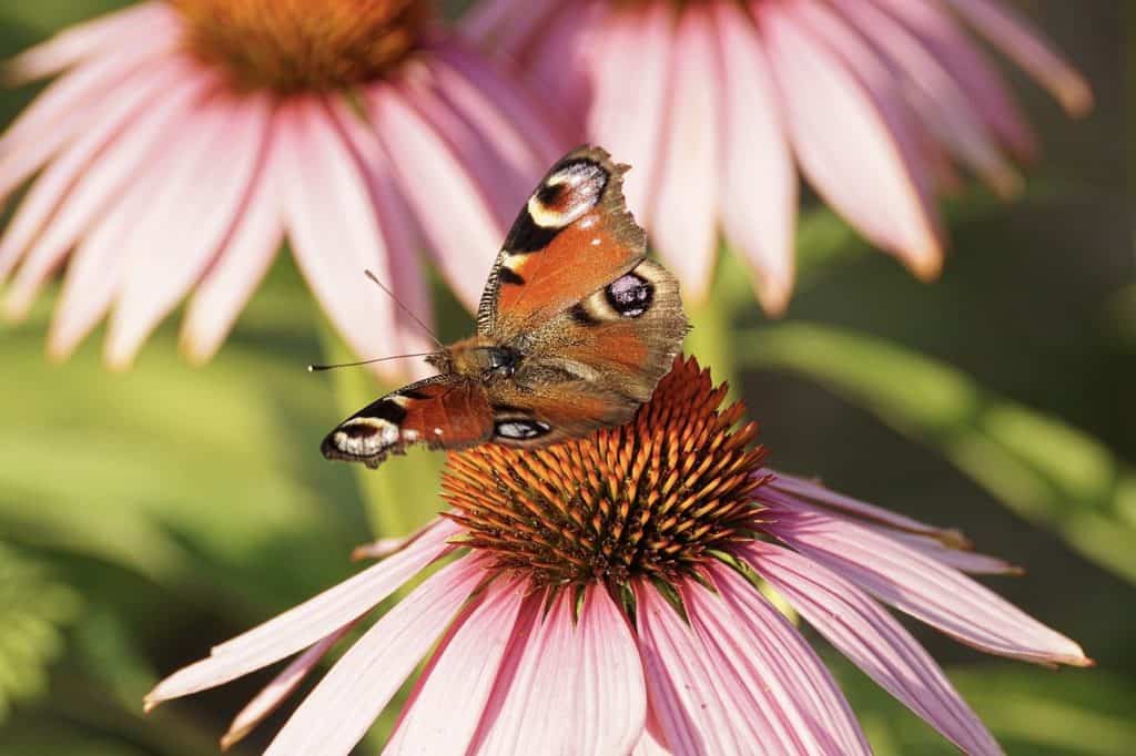 echinacea coneflower