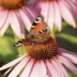 echinacea coneflower