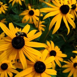 Rudbeckia hirta Seeds