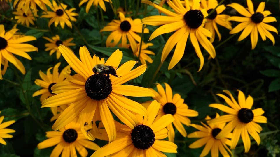 Rudbeckia hirta Seeds