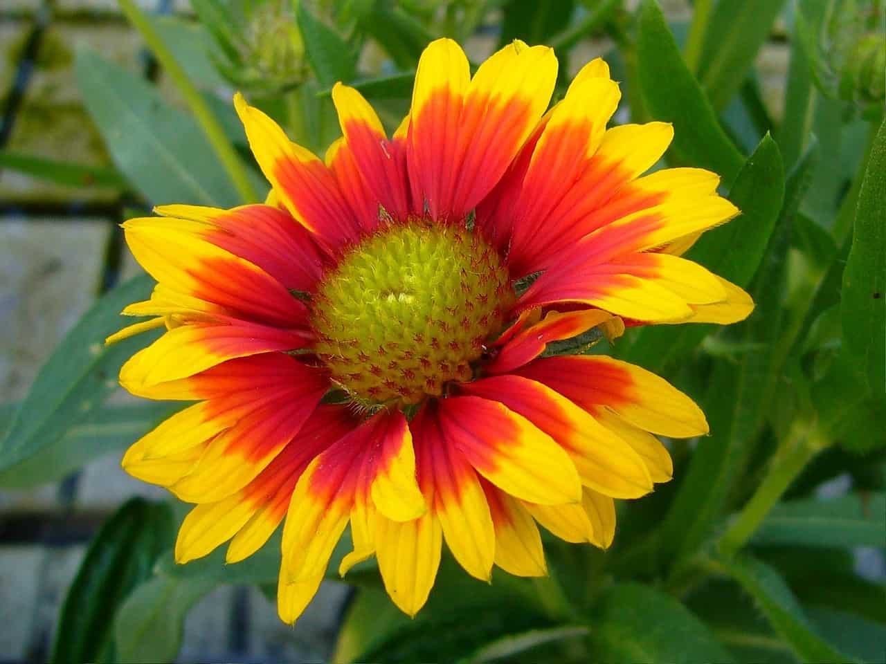 Gaillardia Blanket Flower Seeds – Pollinator-Friendly Perennial Wildflower | Perfect for Gardens, Meadows, and Prairies - Image 2