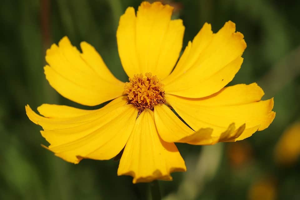 Coreopsis lanceolata Seeds a Golden Sea of Lanceleaf Flowers Tracked Shipping - Image 3