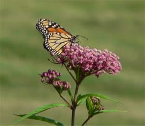 butterfly milkweed