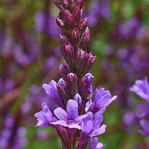 Verbena Seeds