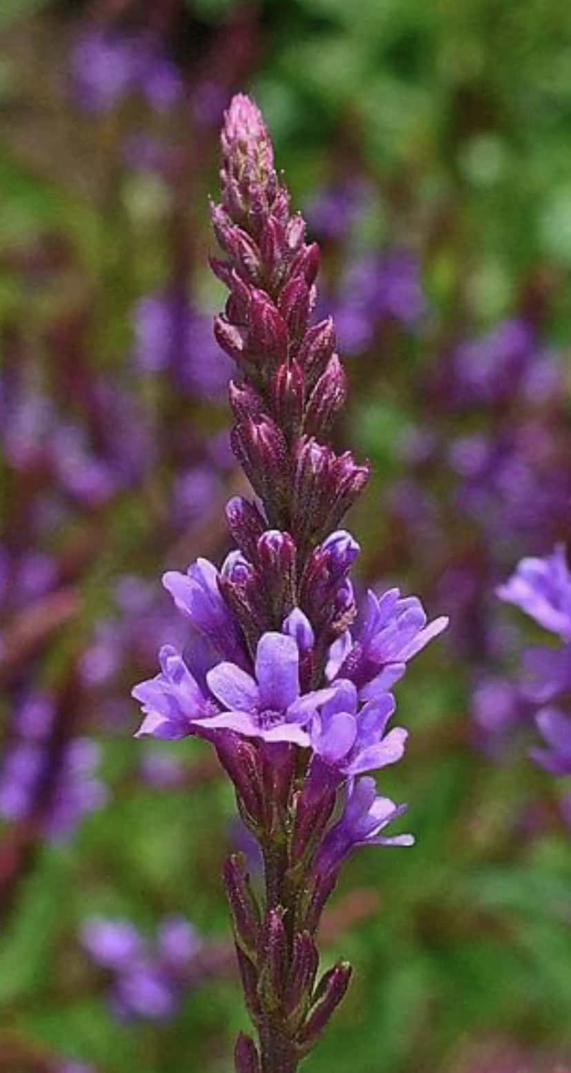Verbena Seeds