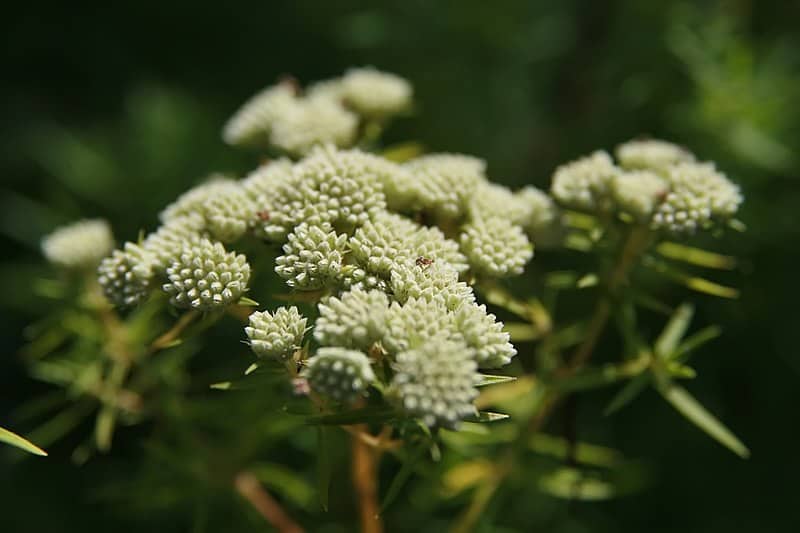 White Swamp Milkweed Seed heads