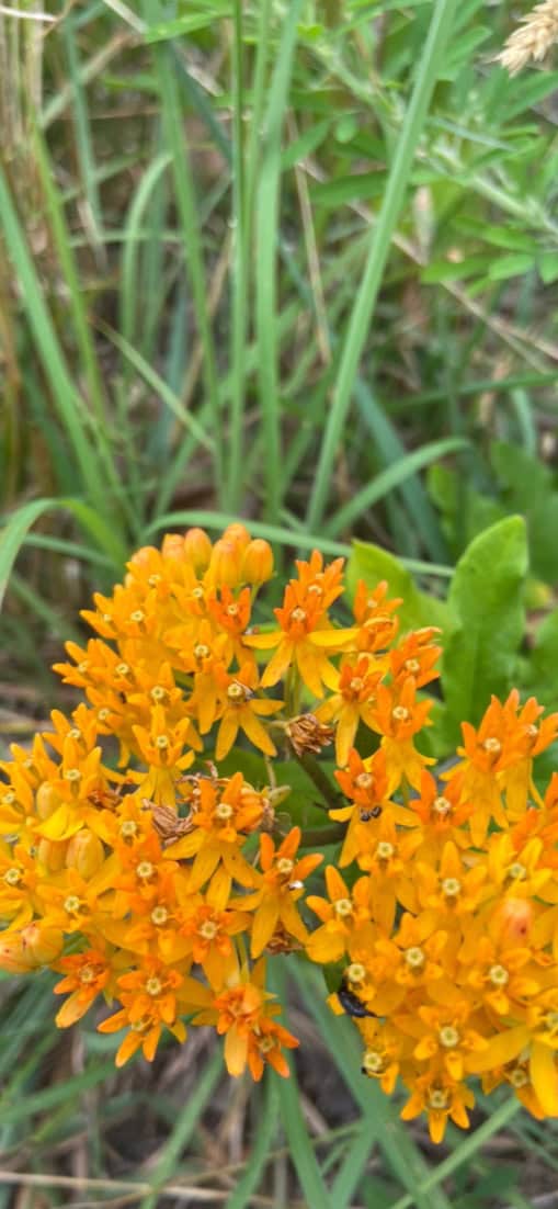 Orange Butterfly Milkweed Seeds - Asclepias tuberosa – A Drought-Tolerant Monarch Butterfly Magnet for Your Garden - Image 5
