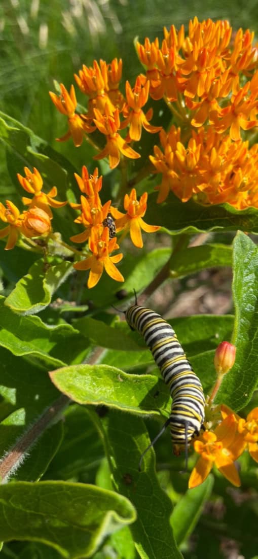 Orange Butterfly Milkweed Seeds - Asclepias tuberosa – A Drought-Tolerant Monarch Butterfly Magnet for Your Garden - Image 2