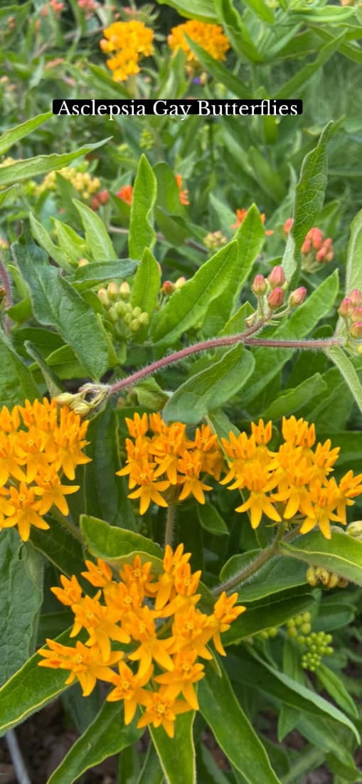Orange Butterfly Milkweed Seeds - Asclepias tuberosa – A Drought-Tolerant Monarch Butterfly Magnet for Your Garden - Image 4