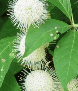 native buttonbush