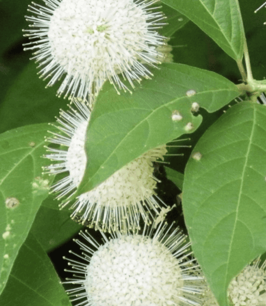 native buttonbush