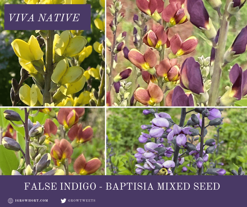 False Indigo Mixed Seeds – Vibrant Spring Flowering Perennial (25+ Seeds) - Image 2