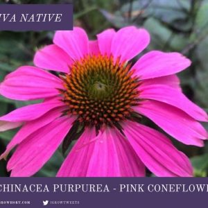 Purple Coneflower Echinacea Seeds