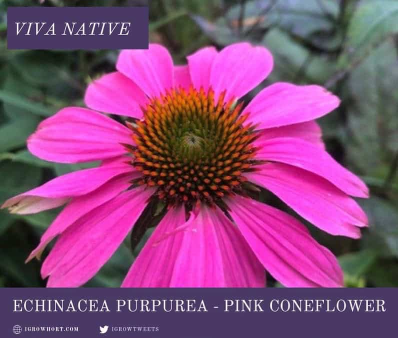 Purple Coneflower Echinacea Seeds