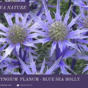 Eryngium Sea Holly Blue Thistle Seed Flower Garden Pollinator