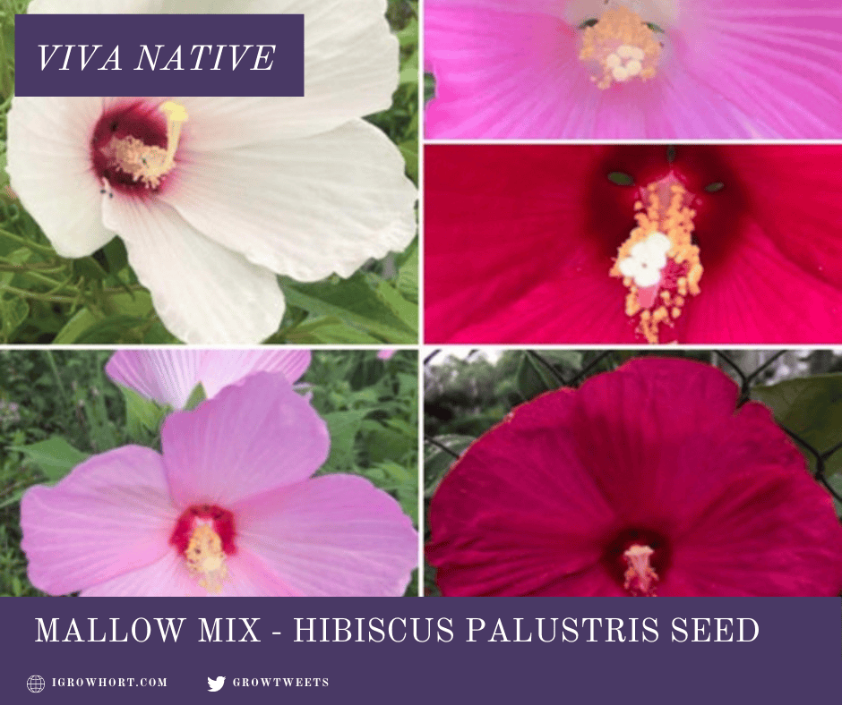 Hibiscus Luna Seed
