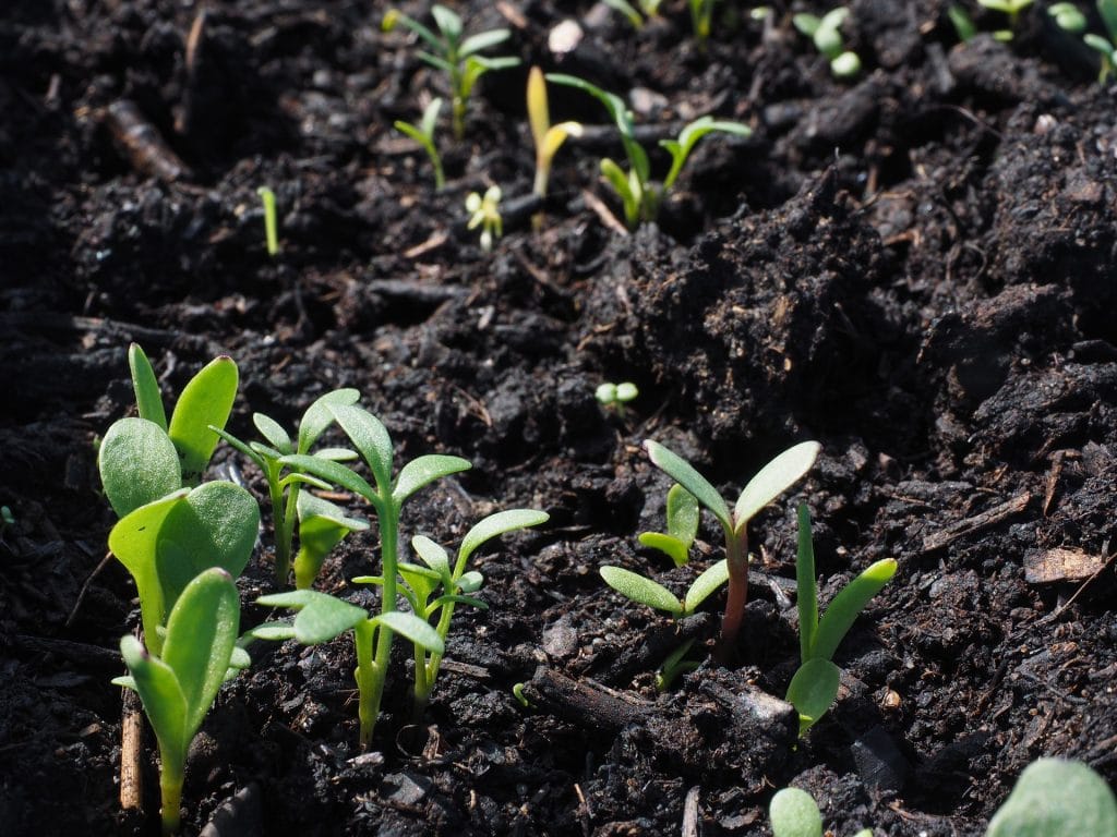 Direct Sowing Native Seeds at Home