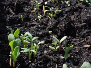 Direct Sowing Native Seeds at Home