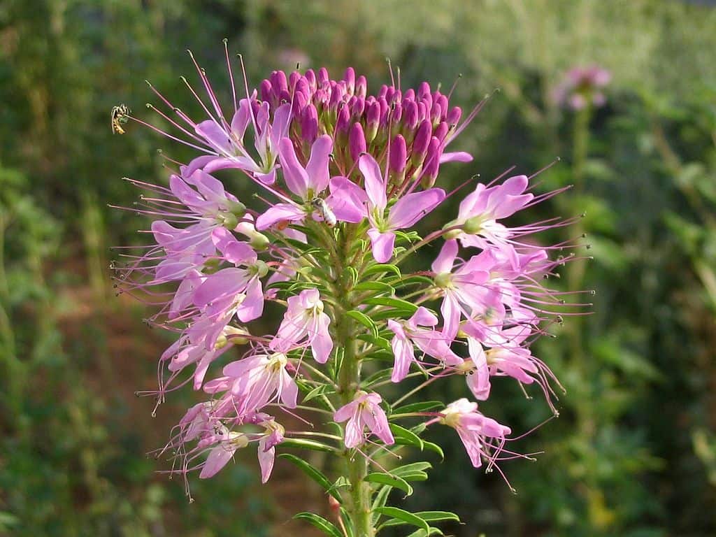 Rocky Mountain Bee Plant Seeds