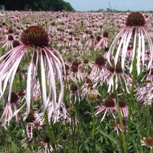 Echinacea_pallida_seeds
