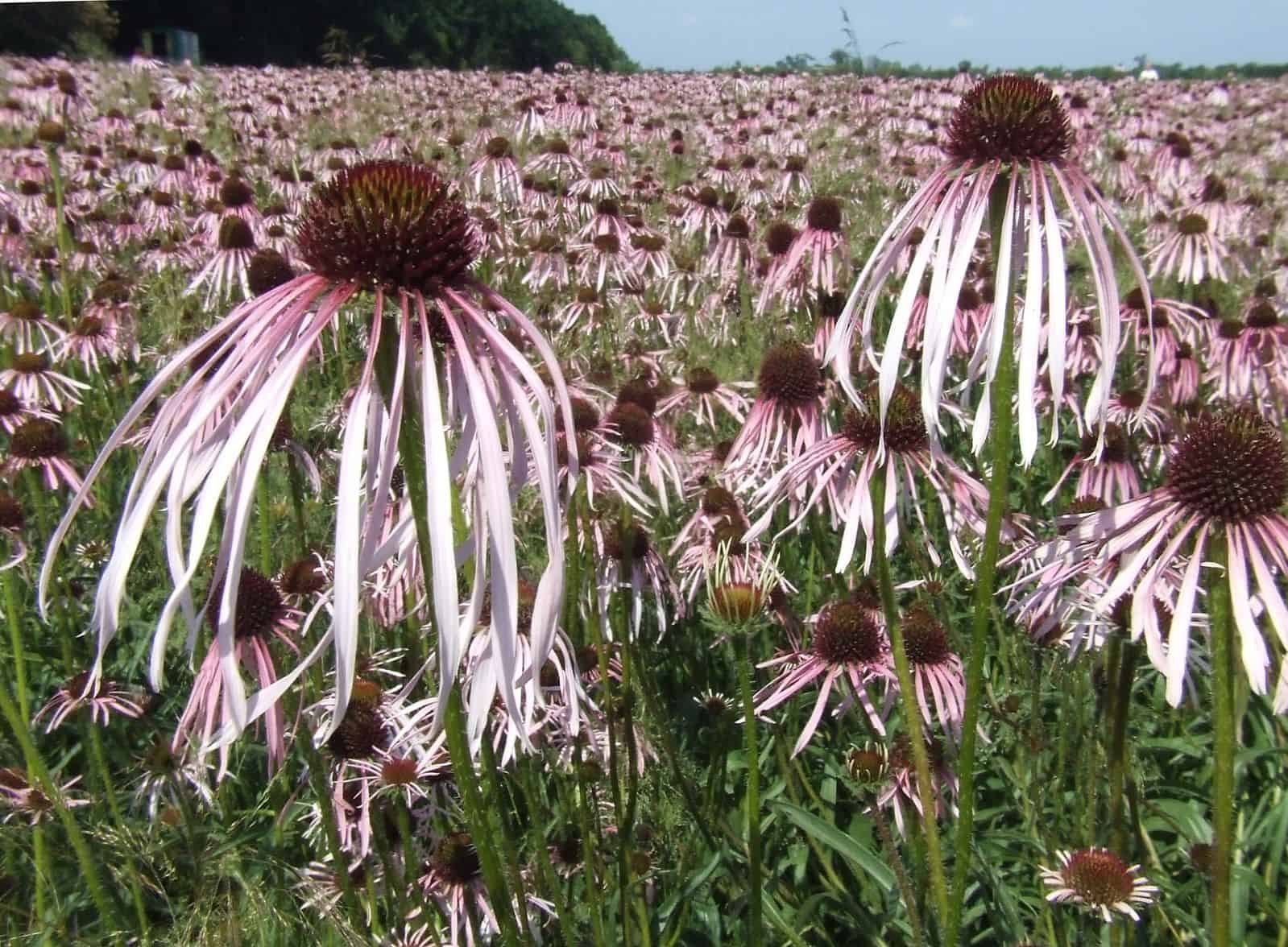 Echinacea_pallida_seeds