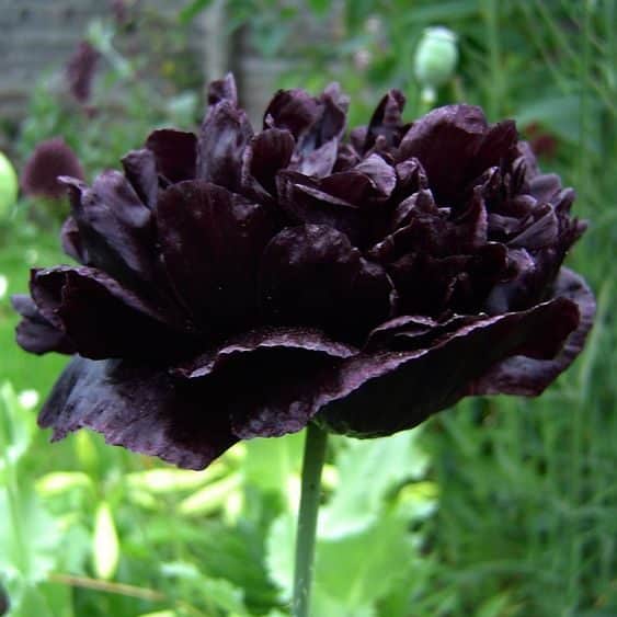 Black Double Poppy Seeds Cottage Garden Annual Silver Foliage Easy to Grow from Seed - Image 5