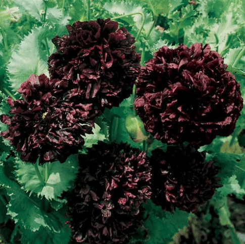 Black Double Poppy Seeds Cottage Garden Annual Silver Foliage Easy to Grow from Seed - Image 4