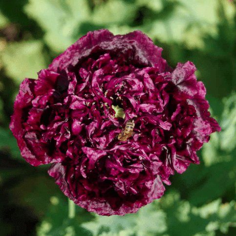 Black Double Poppy Seeds Cottage Garden Annual Silver Foliage Easy to Grow from Seed - Image 3
