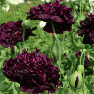 Black Double Poppy Seeds Cottage Garden Annual Silver Foliage Easy to Grow from Seed