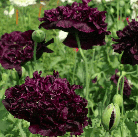 Black Double Poppy Seeds Cottage Garden Annual Silver Foliage Easy to Grow from Seed
