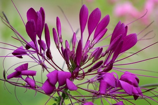 Rocky Mountain Bee Plant Seeds - Cleome serrulata - Pink Dwarf Native Garden - Image 4