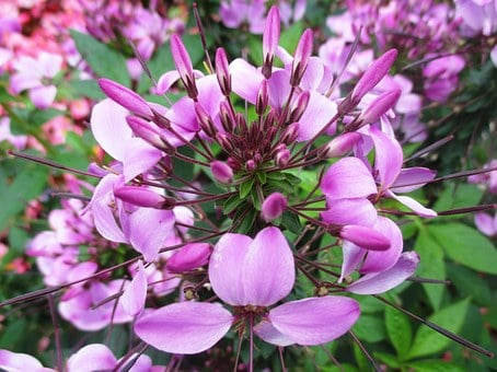 Rocky Mountain Bee Plant Seeds - Cleome serrulata - Pink Dwarf Native Garden - Image 3