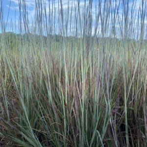 Little Bluestem Grass Seed