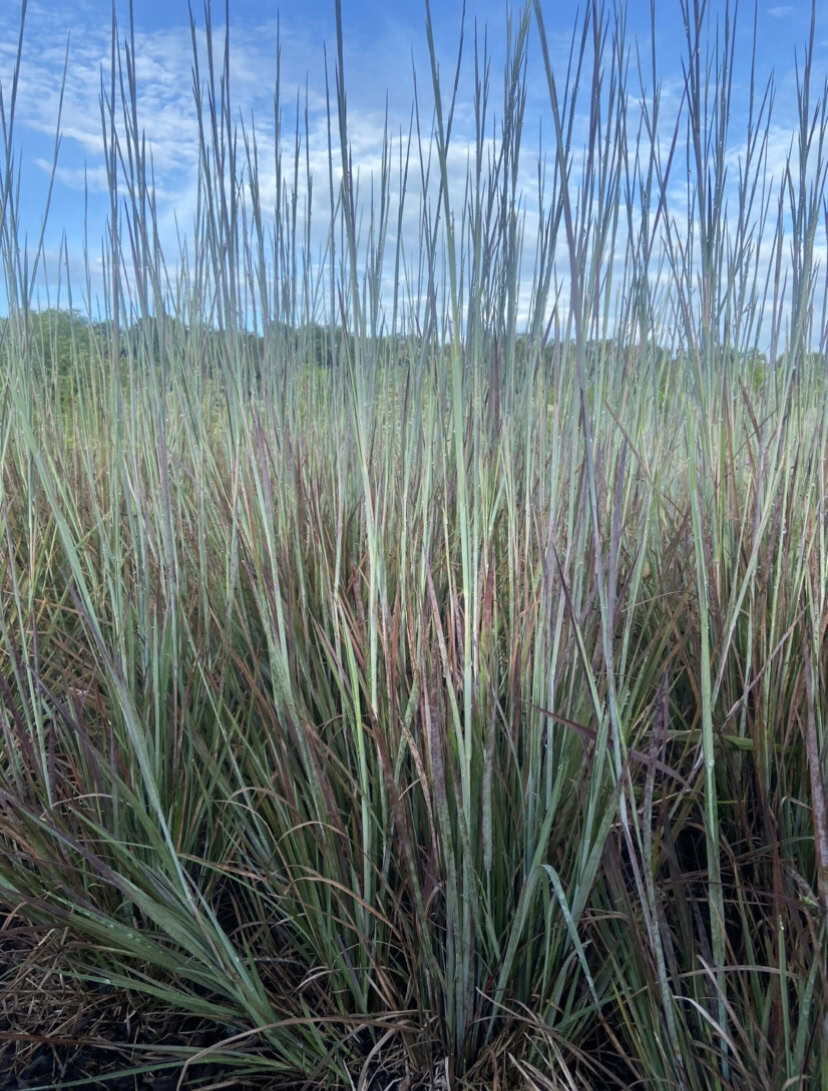 Little Bluestem Grass Seed