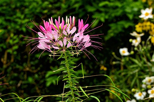 Rocky Mountain Bee Plant Seeds - Cleome serrulata - Pink Dwarf Native Garden - Image 2