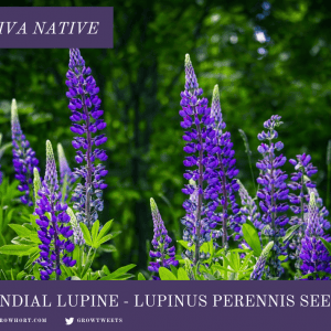 Blue Wild Lupine Seed