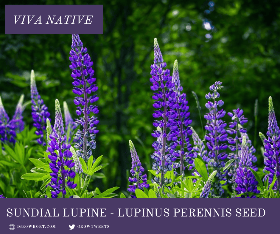 Blue Wild Lupine Seed