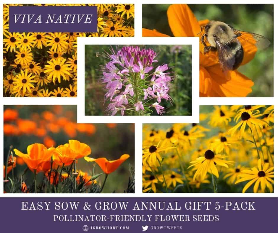Hummingbird Native Garden Seed