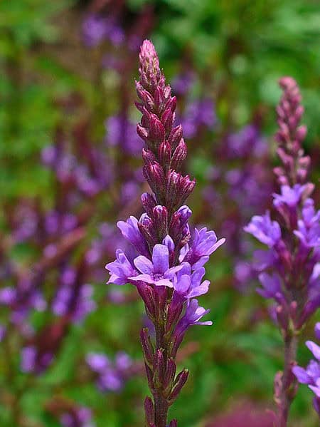Verbena Seeds - Blue Verbain Native